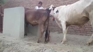 Animal sex cow desi nasl