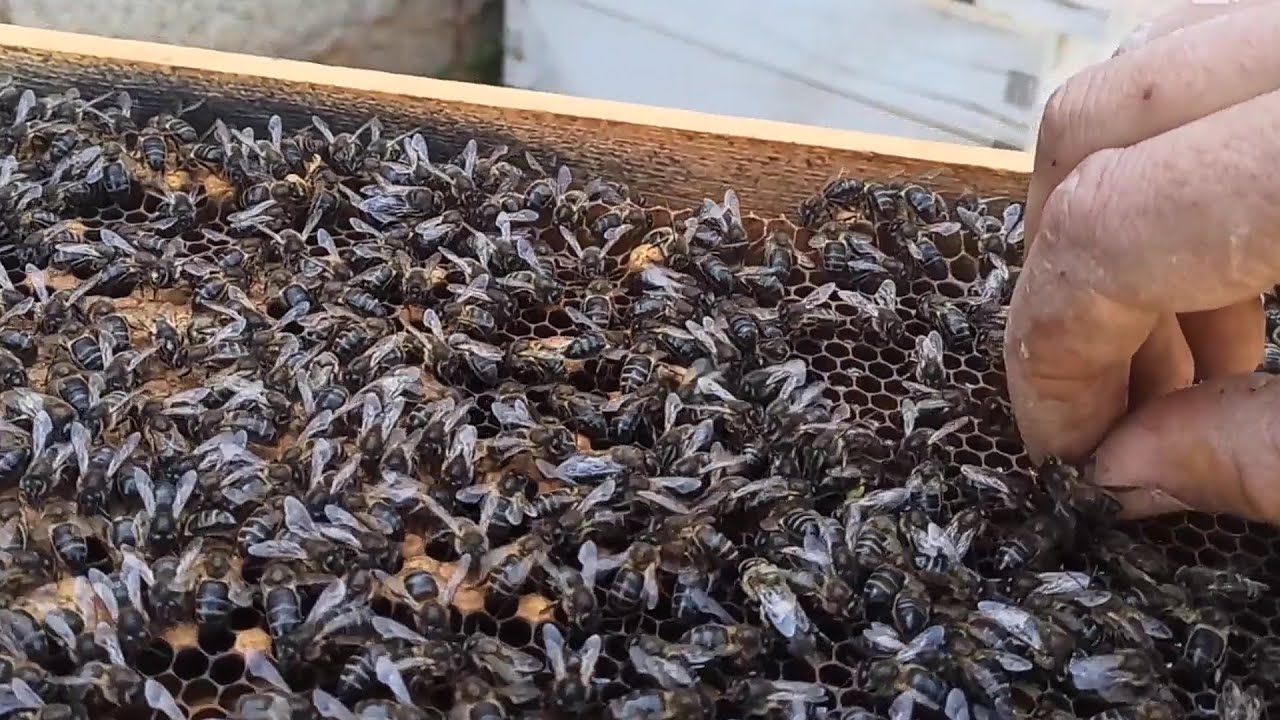 كيفية الاستفادة من تقسيم النحل في الايام الاولى 