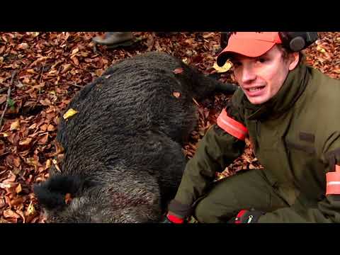 Wild boar fever VI  part 1