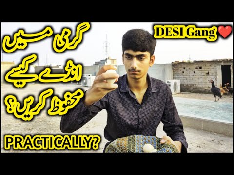 Garmi mein anda 🥚 kesa mehfooz krein||Practically Dekh Lein چھوٹی سی غلطی اور سارے انڈے خراب