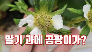 딸기 꽃에 하얀곰팡이가 폈어요? 이걸 제거해 말아?