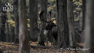 Fallow Buck in Hungary 2020