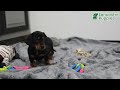 Miniature Dachshund dogs for sale: Becca - Video 1