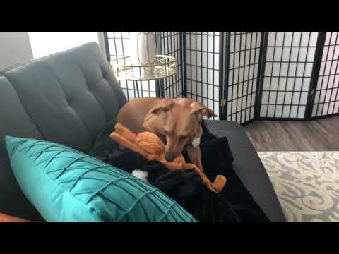 image-Are Miniature Pinscher dogs aggressive?