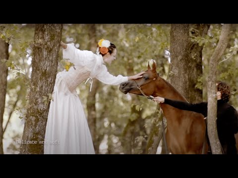 🧡 PERFECTA ALJASSIMYA 🧡 (PICASSO DI MAR x JAZANAH AL JASSIMYA), 2020 filly