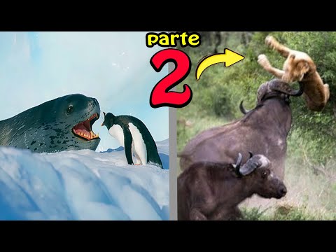 🔴 When Animals Choose the Wrong Opponent PART 2! Nobody Learned the Lesson!