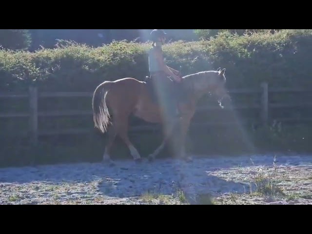 Petit cheval