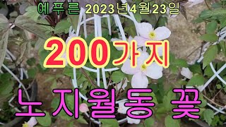 4월23일 추위에 강한 노지월동꽃 200가지 겹에키네시아 추명국 솔채 스토캐시아