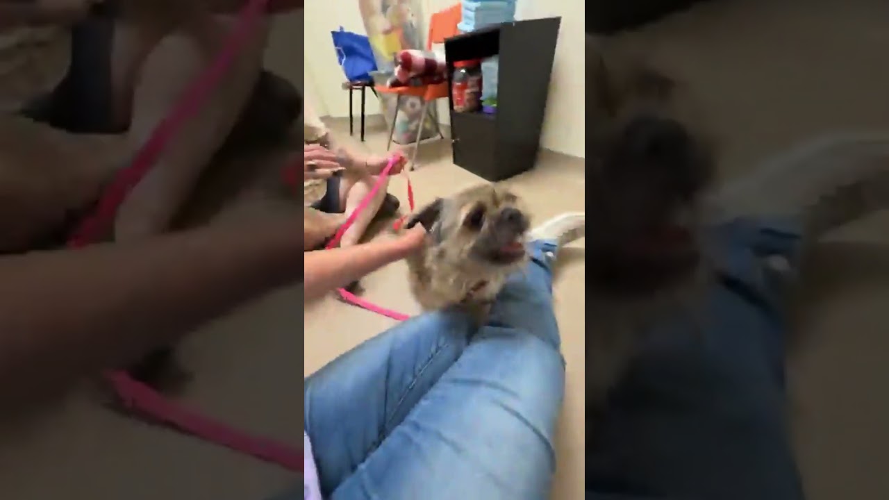 Bailey - floofy little lovergirl, a ADOPTABLE mixed breed in Oshkosh, WI video 4/6