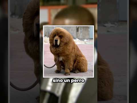 Esta raro el leoncito 🤨