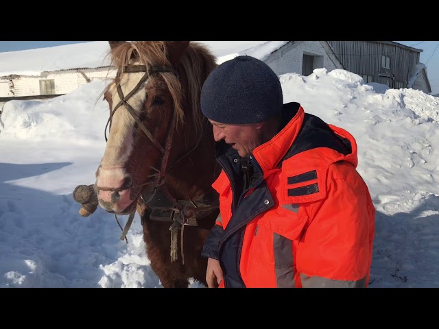 «Шәһри Казан» ат җигәргә өйрәтә