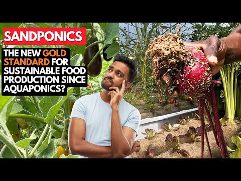 Sandponics Beetroot Galore: The New Gold Standard for Sustainable Food Production Since Aquaponics?