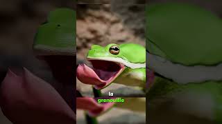 Collaboration entre la Tarentule et la Grenouille ? 🕷️🐸🤝