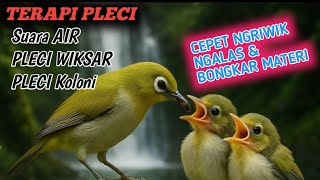 Download lagu TERAPI PLECI SUARA AIR DAN PLECI KOLONI  CEPET NGERIWIK NGALAS DAN BONGKAR MATERI || TERAPI PLECI mp3