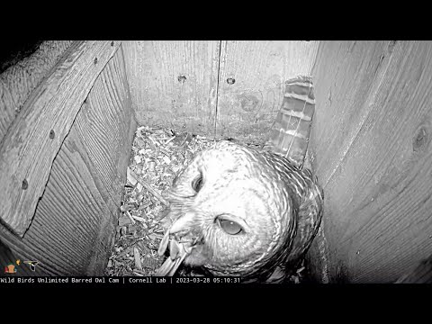 Barred Owl Trills After Songbird Delivery, Swallows Bird Whole | March 28, 2023