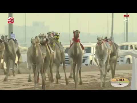 ش 2 (مشكور) لـ فاران عتيق بن محمد البريد المري 5:51:55 , مهرجان ختامي الشحانية 2026/04/20 حقايق