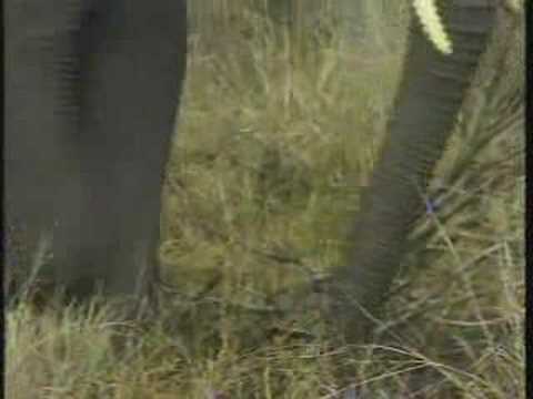 Elephant Breeding Herd Pt.1