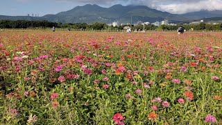 [問卦] 關渡花海節是不是很漂亮號稱台北富良野？
