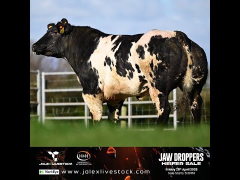 Jalex Select JAW DROPPERS! Heifer Sale | 25th April 2025
