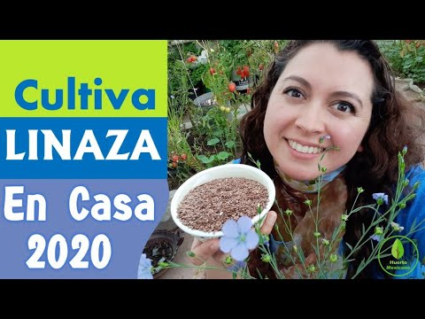 , title : 'Cómo cultivar linaza o semilla de lino en casa 2020. Proceso paso a paso'