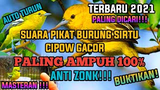 Download lagu SUARA PIKAT BURUNG SIRTU/CIPOW LANGSUNG TURUN/AMPUH100% ANTI ZONK/TERBARU 2021 mp3 Download lagu SUARA PIKAT BURUNG SIRTU/CIPOW LANGSUNG TURUN/AMPUH100% ANTI ZONK/TERBARU 2021 mp3