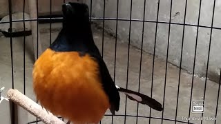 Download lagu Cepat emosi muraibatu jika dengar suara murai borneo ini, mp3