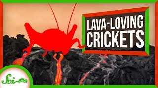 The Hardcore Crickets That Only Live on Bare Lava
