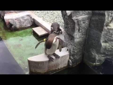 会計学科 水族館 木村勝則滋賀県高島市！