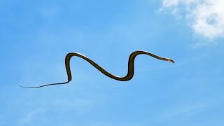 Rare flying snake spotted in Coimbatore  Latest Ta