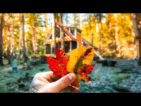 Saving My Off Grid Cabin Before The Fall 🍁