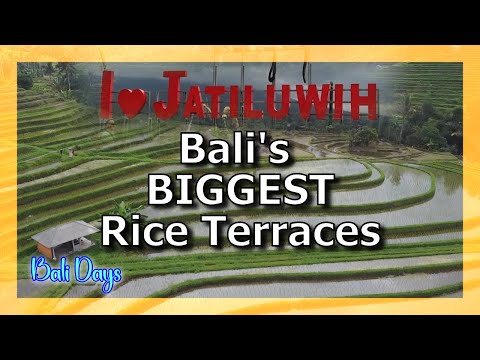 Bali's BIGGEST Rice Terraces at JATILUWIH