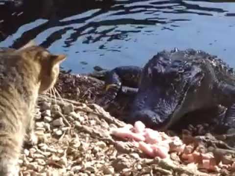 Cats are really strong and fearless