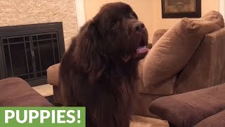 Tiny girl manages giant dog after Mom fails