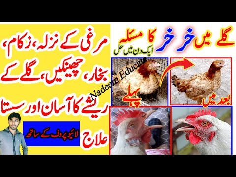 Murgi kay khar khar ka ilaj|hen resha ka ilaj|aseel murga ka gala khrab|henCRD respiratory treatment