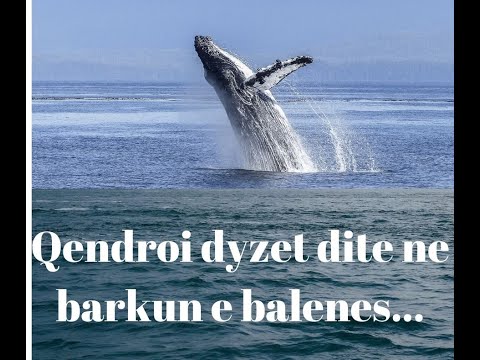 Qendroi 40 dite ne barkun e balenes, histori e mrekullueshme.