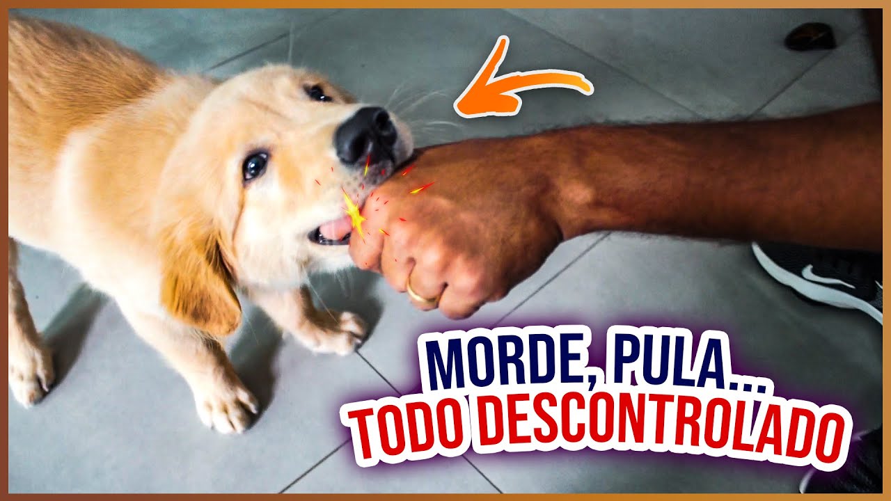 Como ensinar o cachorro não PULAR em cima das pessoas..