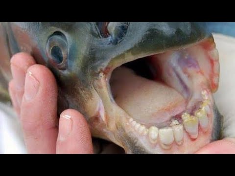 O mundo inteiro está enlouquecendo depois que alguém avistou um peixe com dentes humanos