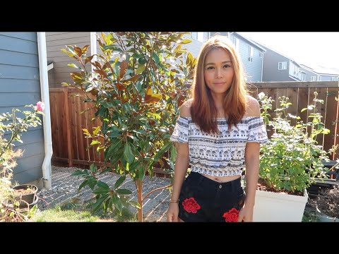 ‘Kay Parris’ Magnolia Update (Year 3) // ‘Kay Parris’ vs. ‘Little Gem’ Magnolia - Tree Comparison