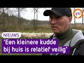 De wolf heeft gewonnen, schaapskudde in Renkum grotendeels in de verkoop