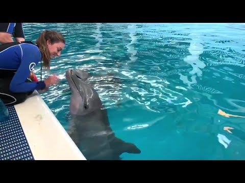 Hope the Dolphin's Rescue Anniversary