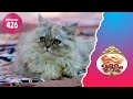 Uppum Mulakum 2 Flowers EP 426