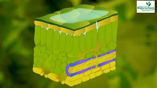 orthosquare Testimonials Video