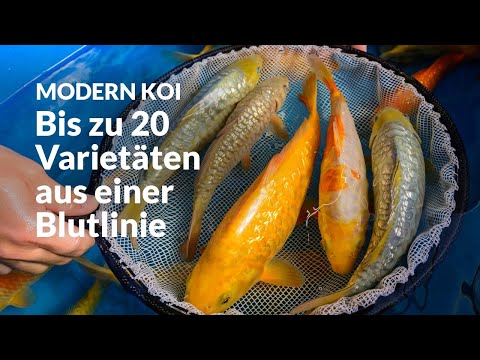 The 3rd selection of a sensational Kawarimono bloodline | Modern Koi Blog Japan #7759