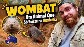 WOMBAT, UM ANIMAL QUE SÓ EXISTE NA AUSTRÁLIA!
