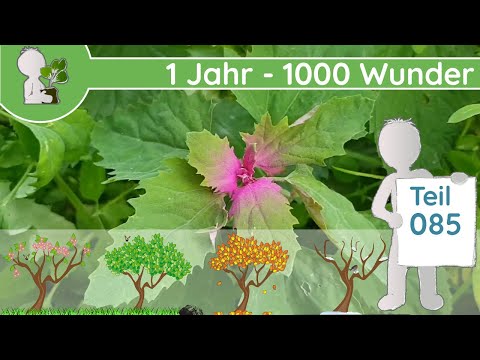 1 Jahr - 1000 Wunder "Wald-Feld-Wiesen-Mix" (Teil 085 - 06.06.2019) - Wildkräuter & Bäume bestimmen