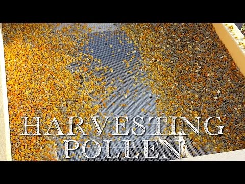 How to Harvest Honeybee Pollen