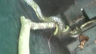 preview picture of video 'Speckled King Snake in my backyard on October 17, 2014'