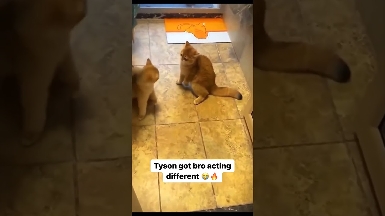 CAT SHOWING OFF BOXING SKILLS 😳🤣🤣 #boxing #ironmiketyson #catvideo