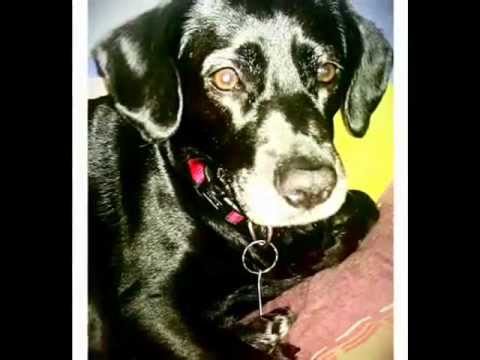 MIKE FOJT a moje zlatinko Daysinka 2012 .wmv