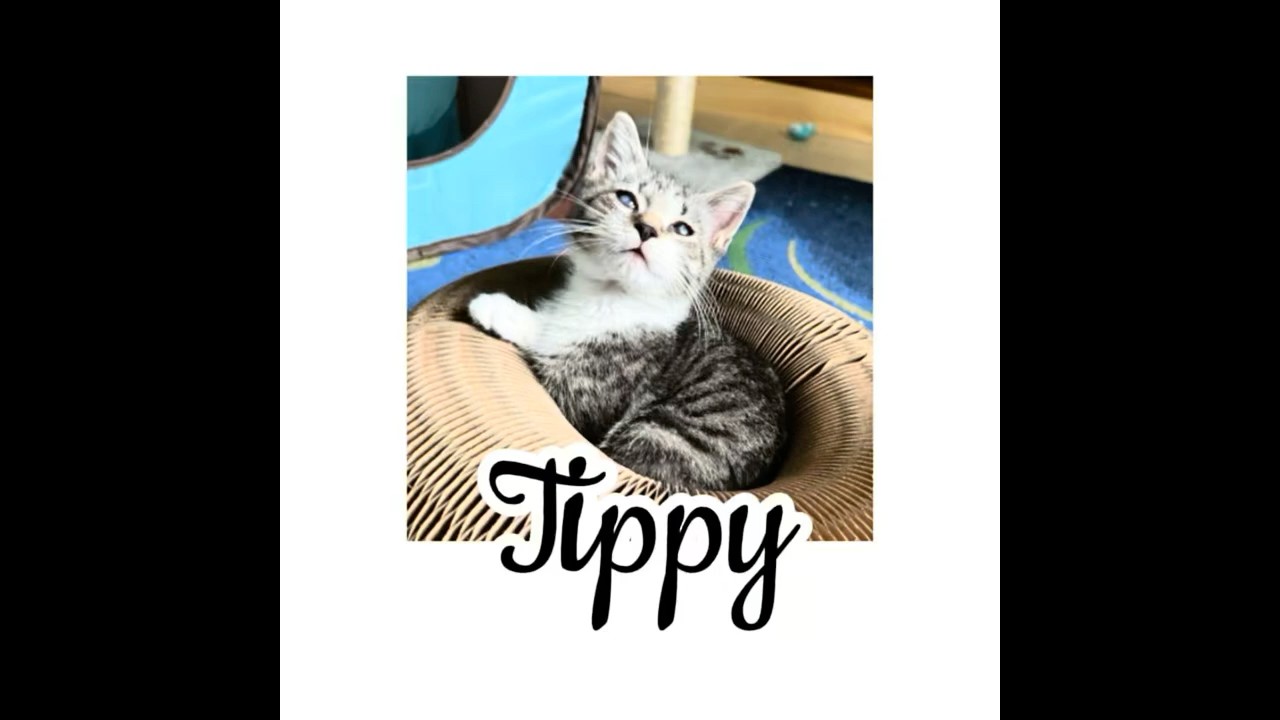 Enlarge Tippy, a Adoptable Domestic Short Hair in Silver Spring, MD video 4/4